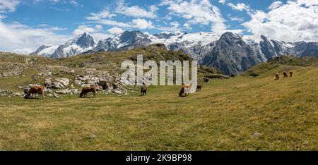 Kühe grasen auf dem Emparis-Hochplateau mit La Meije und dem Gletscher im Hintergrund, Französische Alpen, Frankreich, Europa Stockfoto