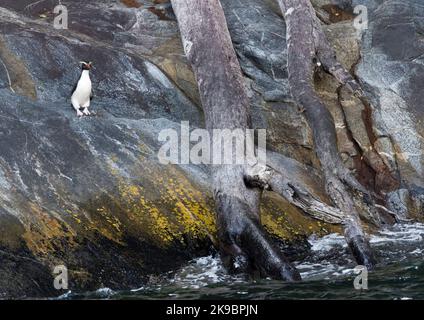 Fiordland Penguin (Eudyptes pachyrynchus) stehen auf einem felsigen Ufer in den Milford Sound auf der Südinsel von Neuseeland. Diese Arten nisten in Kolonien Stockfoto