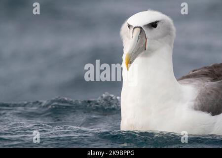 Weißer Albatross (Thalassarche Steadi), der im pazifischen Ozean vor Kaikoura, Südinsel, Neuseeland, schwimmt. Stockfoto