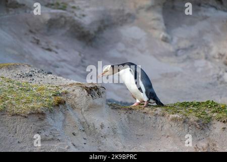 Yellow-eyed Pinguin (Megadyptes antipodes) klettern auf einen Hügel auf Enderby Insel, Teil der Inseln von Auckland, Neuseeland. Stockfoto