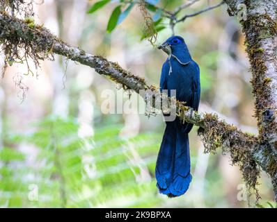 Adult Blue Coua (Coua caerulea) in einem Baum im tropischen Regenwald auf Madagaskar. Stockfoto