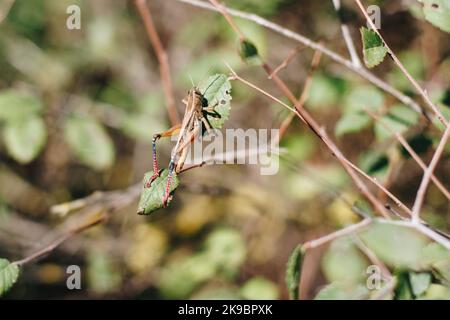 Nahaufnahme einer riesigen Heuschrecke, die auf grünen Blättern sitzt. Stockfoto