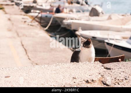 Graue Katze mit weißem Kragen sitzt in der warmen Sommersonne am Bootssteg auf dem Beton. Stockfoto