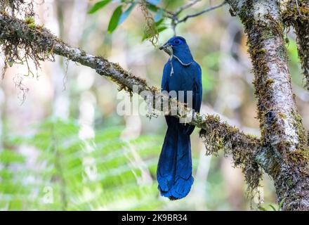 Adult Blue Coua (Coua caerulea) in einem Baum im tropischen Regenwald auf Madagaskar. Stockfoto