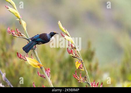 Chatham Island TUI (Prosthemadera novaeseelandiae chathamensis) auf dem Festland von Chatham Island vor Neuseeland. Im Regen auf der Nahrungssuche nach tropischen Blumen. Stockfoto