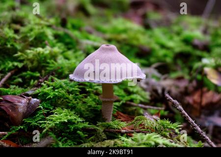 Cystoderma carcharias, bekannt als Pearly Powdercap, wilder Pilz im Wald mit grünem Moos. Stockfoto