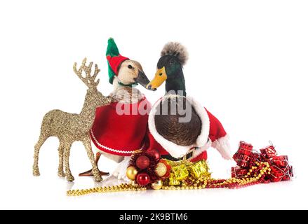 Enten und weihnachten vor weißem Hintergrund Stockfoto