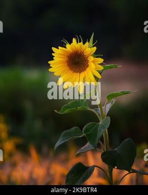 Einzelne Sonnenblume im Morgenlicht. Stockfoto