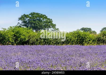 Feld von purpurem Lavendel (Lavandula angustifolia), das auf dem Land wächst Stockfoto