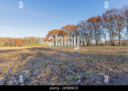 Blick auf die Erntewiesen im Naturschutzgebiet Urdenbacher Kaempe bei Düsseldorf Stockfoto