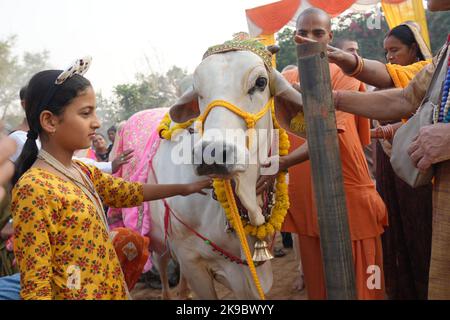 Vrindavan, Indien. 26. Oktober 2022. Anhänger des ISKCON-Tempels beten am glückverheißenden Tag von Goverdhan Puja, am Tag nach dem Diwali-Fest in Vrindavan am 26. Oktober 2022.Govardhan Puja ist eines der größten Feste im Monat Kartik, das auf dem Shukla Paksha Pratipad beobachtet wird, Wird mit großem Jubel in Shri Krishna Balaram mandir in Shridham Vrindavan gefeiert. An diesem Tag werden die Utsav Vigraha von Krishna Balaram nach Goshala gebracht, wo die Kühe mit Respekt verehrt werden. (Foto: Shashi Sharma/Pacific Press/Sipa USA) Quelle: SIPA USA/Alamy Live News Stockfoto