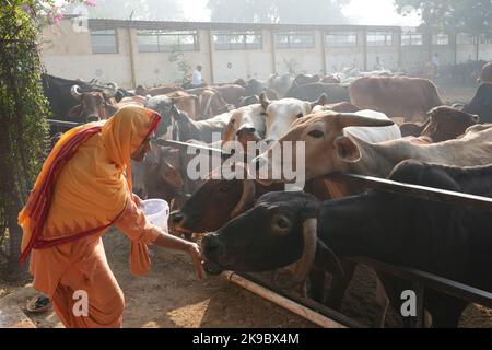 Vrindavan, Indien. 26. Oktober 2022. Anhänger des ISKCON-Tempels beten am glückverheißenden Tag von Goverdhan Puja, am Tag nach dem Diwali-Fest in Vrindavan am 26. Oktober 2022.Govardhan Puja ist eines der größten Feste im Monat Kartik, das auf dem Shukla Paksha Pratipad beobachtet wird, Wird mit großem Jubel in Shri Krishna Balaram mandir in Shridham Vrindavan gefeiert. An diesem Tag werden die Utsav Vigraha von Krishna Balaram nach Goshala gebracht, wo die Kühe mit Respekt verehrt werden. (Foto: Shashi Sharma/Pacific Press/Sipa USA) Quelle: SIPA USA/Alamy Live News Stockfoto