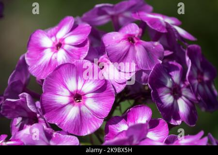 Mauve, Blumen, Nahaufnahme, Phlox paniculata 'Wilhelm Kesselring' Lila Blüten Garten Phlox paniculata blüht Stockfoto