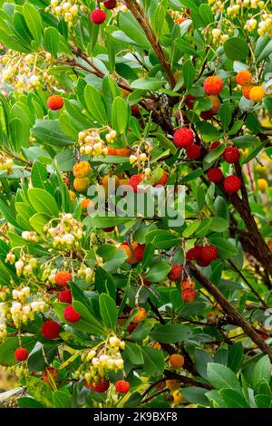 Erdbeerbaum Arbutus unedo Früchte, Beeren blühen auf Strauchzweigen Stockfoto