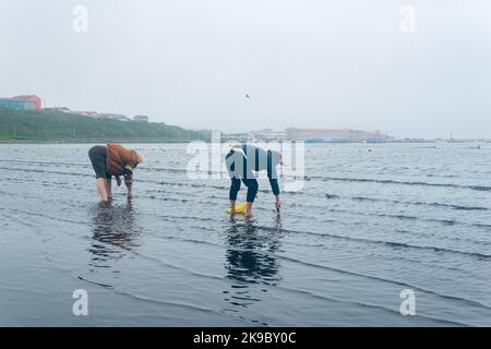 Yuzhno-Kurilsk, Russland - 03. August 2022: Die Menschen an der Küste der Insel Kunashir sammeln bei Ebbe Meeresmuscheln, die sich im Sand verstecken Stockfoto