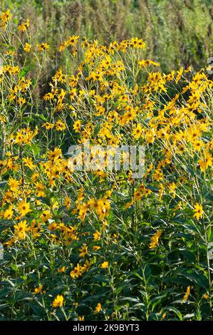 Italien, Lombardei, Crema, Parco del Serio, Maximilian Sunflower, Helianthus Maximiliani Stockfoto