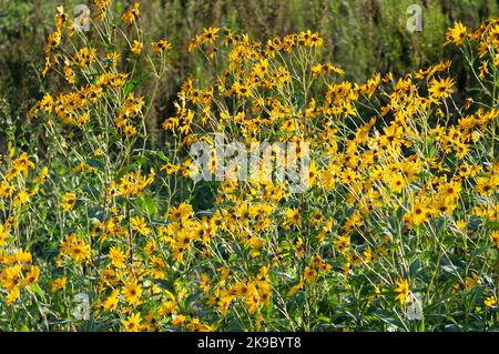 Italien, Lombardei, Crema, Parco del Serio, Maximilian Sunflower, Helianthus Maximiliani Stockfoto