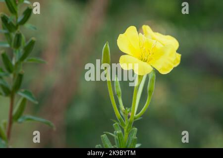 Italien, Lombardei, Crema, Parco del Serio, Gemeine Abendkerze, Oenothera Biennis Stockfoto