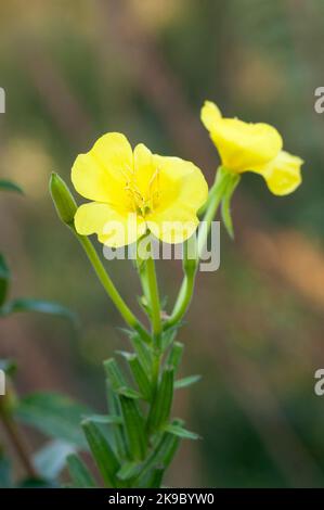 Italien, Lombardei, Crema, Parco del Serio, Gemeine Abendkerze, Oenothera Biennis Stockfoto