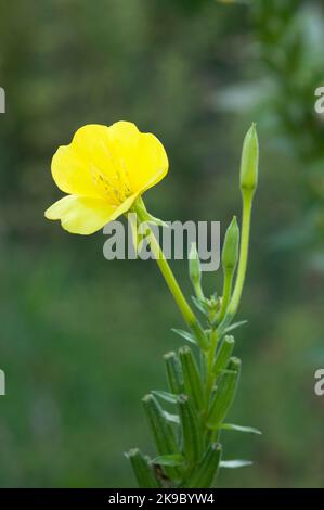 Italien, Lombardei, Crema, Parco del Serio, Gemeine Abendkerze, Oenothera Biennis Stockfoto