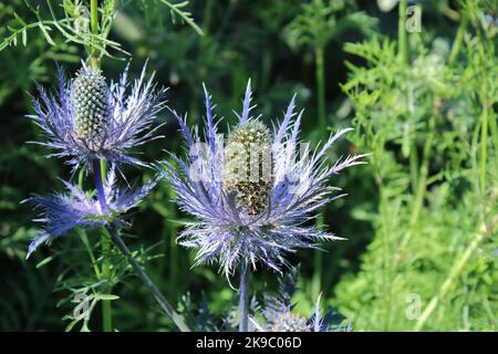 Blütenköpfe der Alpenmeer-Stechpalme (Eryngium alpinum). Stockfoto