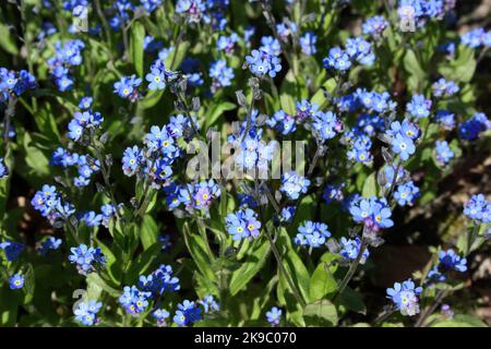 Alpine Vergissmeinnicht (Myosotis alpestris) im Garten. Stockfoto