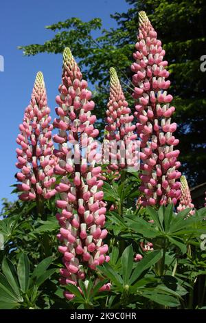 Blütenspitzen großblättriger Lupin (Lupinus polyphyllus 'die Chatelaine') gegen den blauen Himmel. Stockfoto