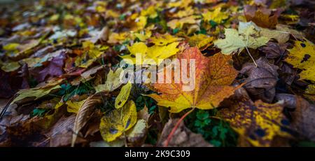 Bunte Blätter eines Baumes im Herbst, herbstlicher Hintergrund Stockfoto