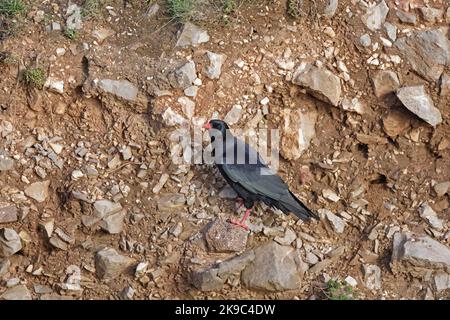 Red-billed Chough auf der Gower Wales UK Stockfoto