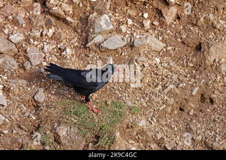 Red-billed Chough auf der Gower Wales UK Stockfoto