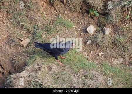 Red-billed Chough auf der Gower Wales UK Stockfoto