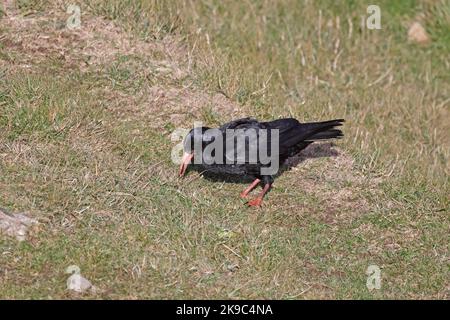 Red-billed Chough auf der Gower Wales UK Stockfoto