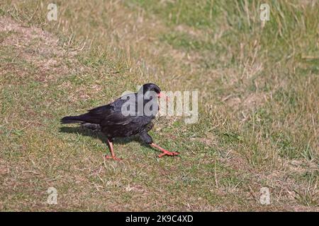 Red-billed Chough auf der Gower Wales UK Stockfoto