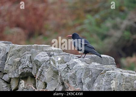 Red-billed Chough an einer Wand in Mewslade im britischen Gower Wales Stockfoto