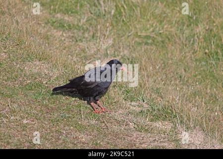 Red-billed Chough auf der Gower Wales UK Stockfoto