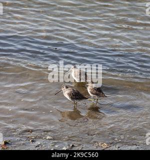 Drei Sandpiper füttern in den Untiefen entlang der Steveston-Küste in British Columbia, Kanada Stockfoto