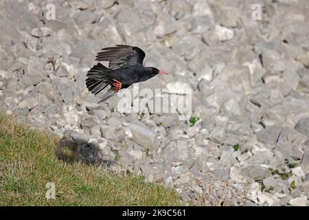 Red-billed Chough im Flug auf der Gower Wales UK Stockfoto