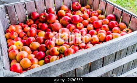 Frisch gepflückte Äpfel, die in Holzkisten gelagert werden, um sie vom Obstgarten zu transportieren Stockfoto