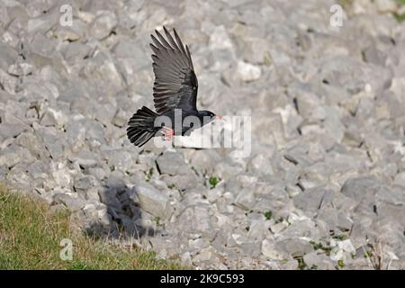 Red-billed Chough im Flug auf der Gower Wales UK Stockfoto