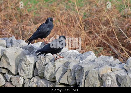 Zwei Red-billed Chough an einer Wand in Mewslade im britischen Gower Wales Stockfoto