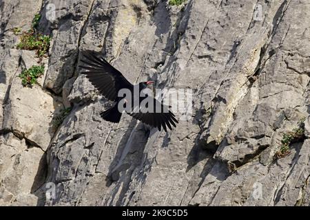 Red-billed Chough im Flug auf der Gower Wales UK Stockfoto