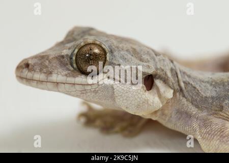 Gewöhnlicher fliegender Gecko Kuhls fliegender Gecko Ptychozoon kuhli auf weißem Hintergrund isoliert. Stockfoto
