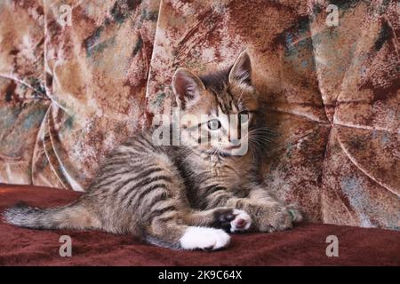 Kleines lustiges Kätzchen, das aus der Nähe auf der Couch liegt Stockfoto