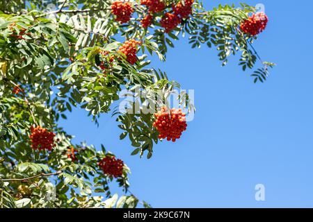 Vogelgruppen wiegen im Wind. An einem klaren, sonnigen Tag verzweigt sich der Rowan-Baum gegen den blauen Himmel. Natur. Ernte von roten und orangen Beeren. Heilpflanze. Bergasche - Europäische Sorbus aucuparia. Stockfoto