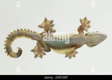 Gewöhnlicher fliegender Gecko Kuhls fliegender Gecko Ptychozoon kuhli auf weißem Hintergrund isoliert. Stockfoto
