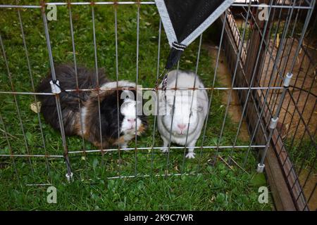 Zwei weibliche Guinea-Schweine (Cavies), die durch den Draht eines Drahtlaufs neben ihrem Käfig auf dem Rasen blicken. Ein langhaarig und ein kurzhaarig. Stockfoto