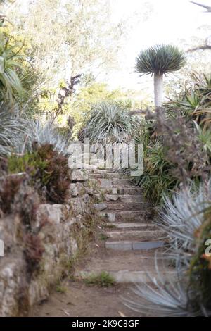 Alte Steintreppen, die durch einen wunderschönen, sukkkkkenkulenten Garten hinaufgehen. Stockfoto