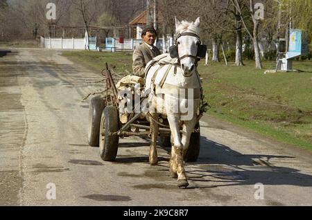 Gorj County, Rumänien, ca. 2000. Einheimischer Mann in einem Pferdewagen mit einer Ladung gehacktes Holz. Stockfoto