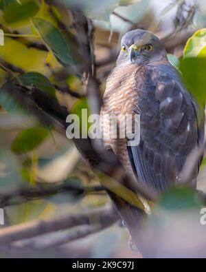 Ein Shikra, versteckt in Blättern, schaut in die Kamera Stockfoto