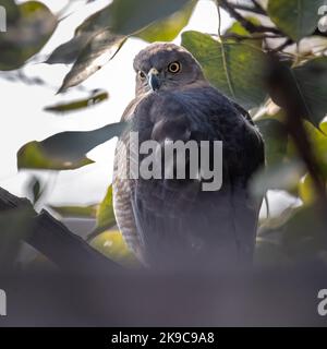 Eine Shikra, die vom Baum in die Kamera schaut Stockfoto